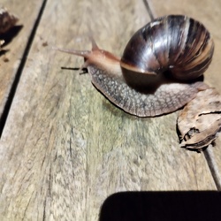 20230205 MauritiusSlugsLumache